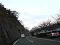 桜満開の海津大崎 5