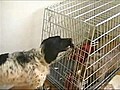 Dog Breaks His Friend Free!