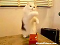 Cat Plays Theremin