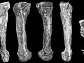 New Bone Suggests Lucy Walked Like Us