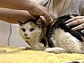 Cat,  19, Returns Home After 3-Month Absence