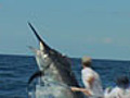 Tagging a Marlin