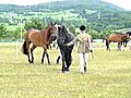 Isla and Inka at Muir of Ord Horse Show 4th June 2011 013