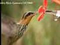 Hummingbirds reveal secrets of sipping