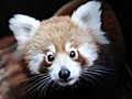 Red Panda cub