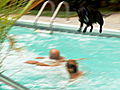 It’s Me or the Dog: Menace in the Pool