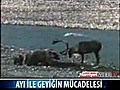 Ayi ile geyigin mücadelesi