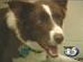 Healthy Pets: Breeding Is Not For Every Animal