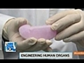 Human Organ,  Tissue Engineering