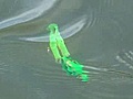 Matt Fenstermaker has created Frog Lures,  a new way to catch fish