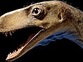 Dinosaurs: &#039;Dawn Runner&#039; Sheds Light on Dino Evolution