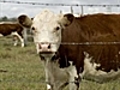 AAco to lift live cattle exports