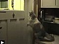 Chat qui sait frapper à la porte