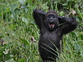 Over 100,000 rare gorillas found