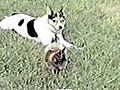 Rooster Angers Puppy