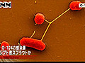 Ｏ－１０４感染源、エジプト産の新芽野菜か