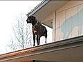 Raw Video: Dubie the roof dog,  March 29, 2011