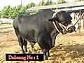 Shah Cattle Dabang