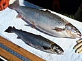 Genetically Altered Salmon to Hit Store Shelves?