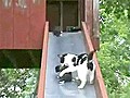 Kittens Go For a Slide