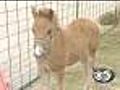 Hlbert Petting Farm Opens For The Season
