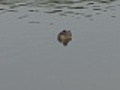 Floating Sleeping Duck