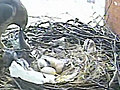 Feeding Time at the Nest