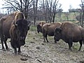 VIDEO: Bison King at Trexler Nature Reserve