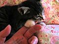 baby kitten wants to eat my finger