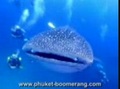 Diving Phuket