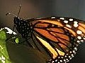 Monarch Butterfly Population Decimated