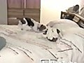 The Bed Hound - PetTube.com