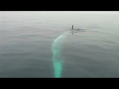 Finback Whale Shows Off