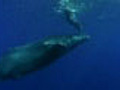 Scientists get ahead in whale study