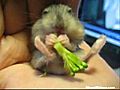 Le bébé Hamster broccolivore