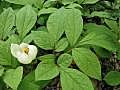 ヤマシャクヤク（山芍薬）Paeonia japonica