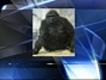 Boston zoo’s gorilla pregnant with third baby