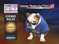 Helmsley the weather dog: Outdoor walking forecast