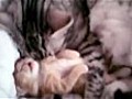 Cute kitten hug video becomes instant online hit