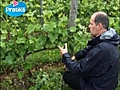 Comment ébourgeonner la vigne ?