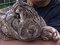 42-Pound Rabbit