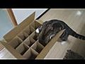 Cat Vs. Box