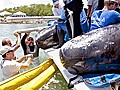 Stranded whales rehabilitated,  released