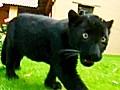 Baby Black Panthers