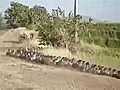 A Sea Of Ducks