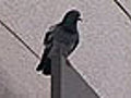 Forget The Internet: Pigeon Is Faster