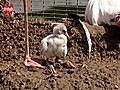 Fluffy Flamingo Chicks