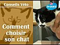 Comment choisir son chat