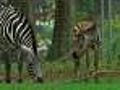 Web Extra: New Baby Zebra At Franklin Park Zoo