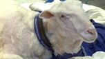 Ground breaking stem cell treatment on sheep